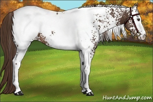 Horse Color:White Spotted Liver Chestnut Appaloosa 