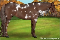 Horse Color:White Spotted Liver Chestnut 