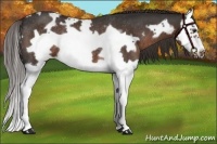 Horse Color:White Spotted Liver Chestnut Splash Frame Rabicano 