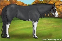 Horse Color:Blue Roan Sabino 