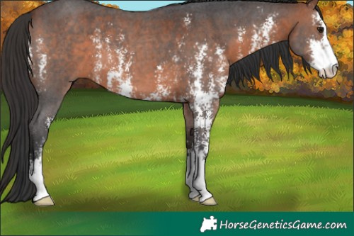 Horse Color:Bay Sabino