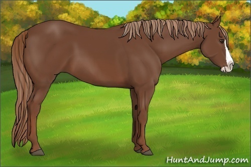 Horse Color:Chestnut Splash Frame 