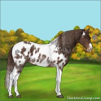 Horse Color:Liver Chestnut Tobiano Frame Appaloosa 
