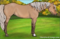 Horse Color:Silver Bay Dun