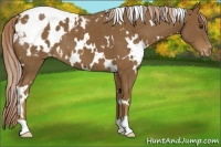 Horse Color:White Spotted Chocolate Palomino Blanket