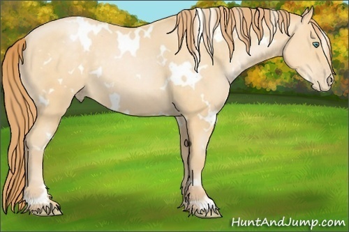Horse Color:White Spotted Smoky Black Pearl 