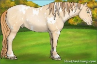 Horse Color:White Spotted Smoky Black Pearl 