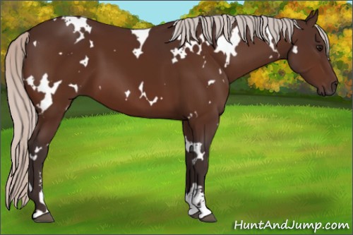 Horse Color:White Spotted Silver Bay Sabino