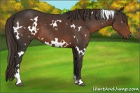 Horse Color:White Spotted Liver Chestnut Sabino 
