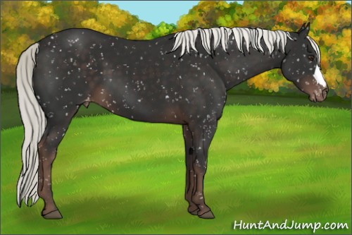 Horse Color:Liver Chestnut Mushroom Snowflake Varnish