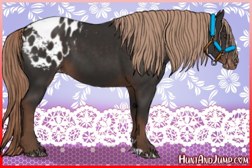 Horse Color:Liver Chestnut Appaloosa 