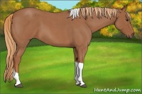 Horse Color:Red Roan Tobiano 