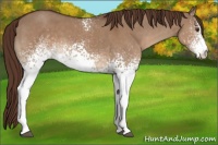 Horse Color:White Spotted Liver Red Dun 