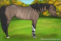 Horse Color:Brown Dun Rabicano