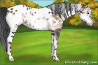 Horse Color:White Spotted Brown Roan Onyx Blanket Rabicano 