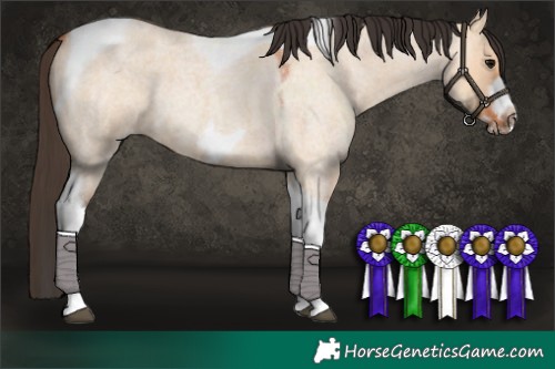 Horse Color:Bay Roan Dun Tobiano Frame 