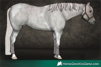 Horse Color:Silver Smoky Grullo Roan Tobiano Brindle 