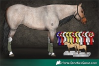 Horse Color:Bay Roan Dun Tobiano