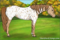Horse Color:Red Dun Near Leopard