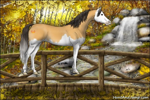 Horse Color:Buckskin Splash