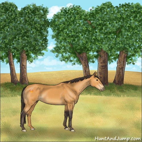 Horse Color:Buckskin