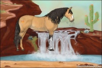 Horse Color:Buckskin 