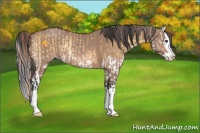 Horse Color:Palomino Roan Onyx Splash and Bay Dun Splash
