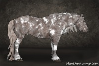 Horse Color:White Spotted Silver Brown Ice Rabicano 