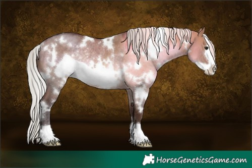 Horse Color:White Spotted Silver Brown Dun Frame Rabicano