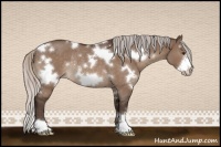Horse Color:White Spotted Silver Brown Roan Dun Frame Rabicano