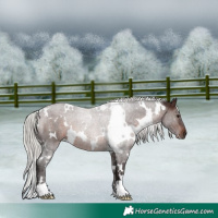 Horse Color:White Spotted Silver Brown 