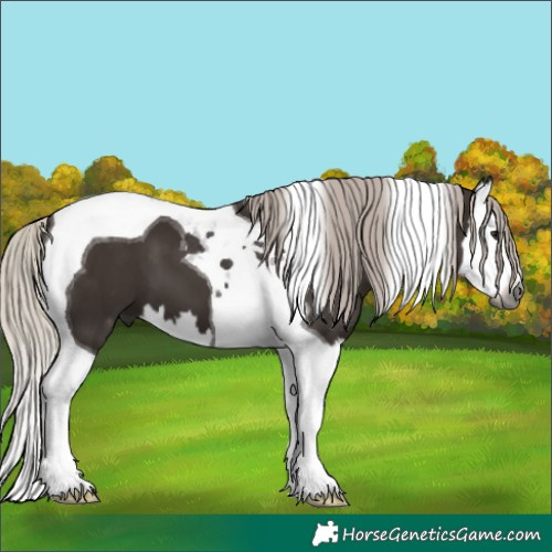 Horse Color:Gray White Spotted Silver Black Splash Tobiano 