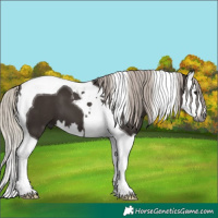 Horse Color:Gray White Spotted Silver Black Splash Tobiano 