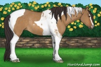 Horse Color:Buckskin Dun Sabino Tobiano Rabicano