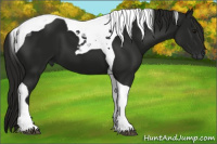 Horse Color:Gray Smoky Black Tobiano