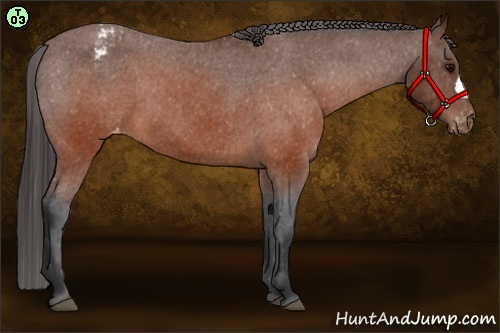 Horse Color:Brown Appaloosa