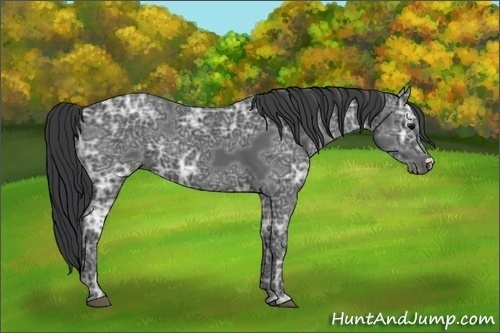 Horse Color:Black Ice 