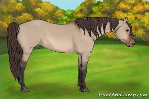 Horse Color:Brown Dun Appaloosa 