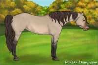 Horse Color:Brown Dun Appaloosa 