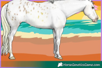 Horse Color:Watercolor Chestnut Appaloosa 