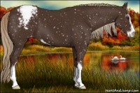 Horse Color:Liver Chestnut Sabino Appaloosa 