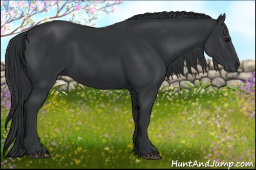 Horse Color:Black 