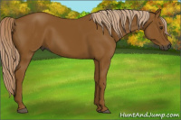 Horse Color:Gray Palomino 
