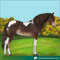 Horse Color:Liver Chestnut Tobiano 