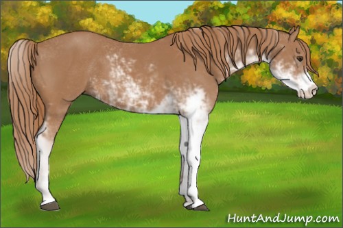 Horse Color:Chestnut Sabino