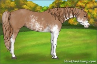 Horse Color:Chestnut Sabino 