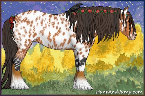 Horse Color:Bay Appaloosa 