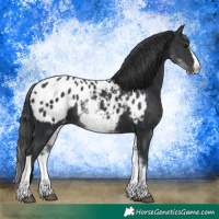Horse Color:Platinum White Spotted Black Splash Tobiano Appaloosa 