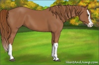 Horse Color:Chestnut Splash