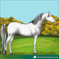 Horse Color:Platinum Buckskin Dun and Platinum Palomino Dun
